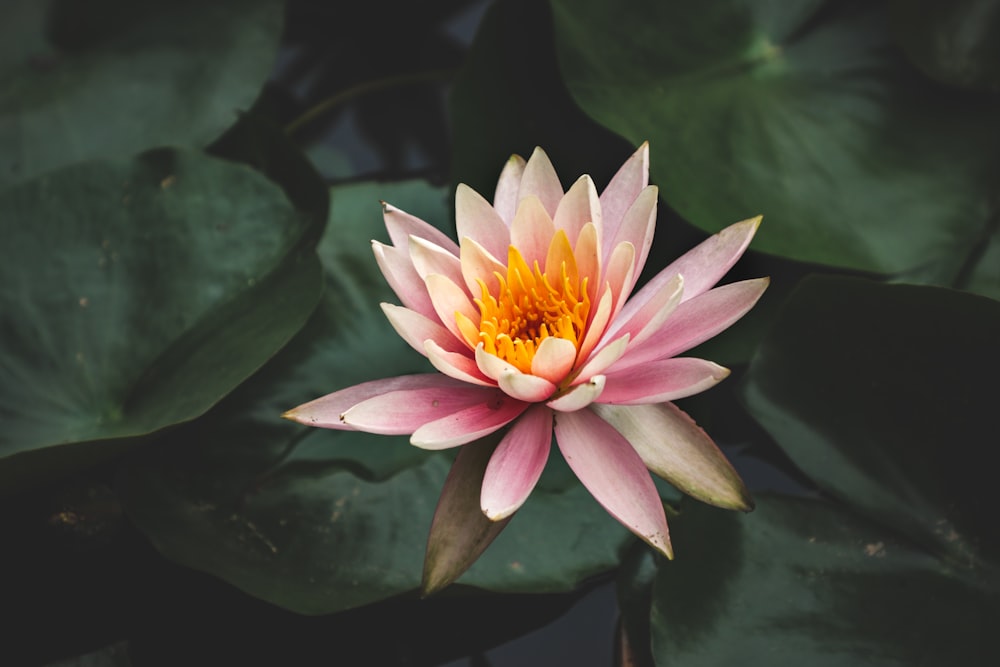 Fotografia de foco seletivo da flor de nenúfares