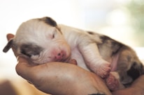 A small puppy with closed eyes is nestled gently in a person's hand. The puppy has a soft, fluffy coat with light patches of black and white, and its paws and snout are slightly pink. The background is softly blurred, creating a serene and tender atmosphere.