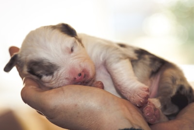 A small puppy with closed eyes is nestled gently in a person's hand. The puppy has a soft, fluffy coat with light patches of black and white, and its paws and snout are slightly pink. The background is softly blurred, creating a serene and tender atmosphere.