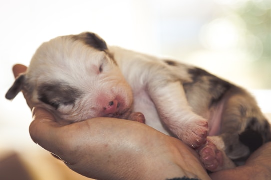 A small puppy with closed eyes is nestled gently in a person's hand. The puppy has a soft, fluffy coat with light patches of black and white, and its paws and snout are slightly pink. The background is softly blurred, creating a serene and tender atmosphere.