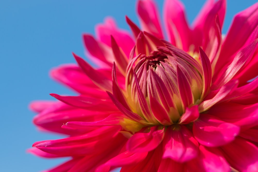 Fotografía de primer plano de la flor de margarita roja