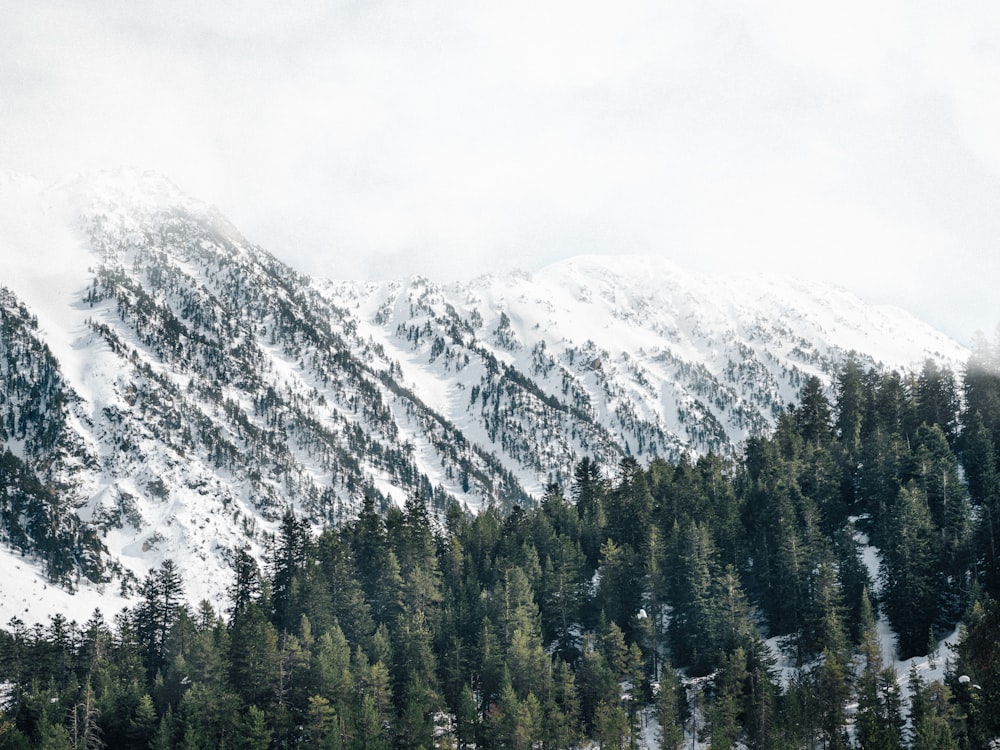 landscape photography of trees