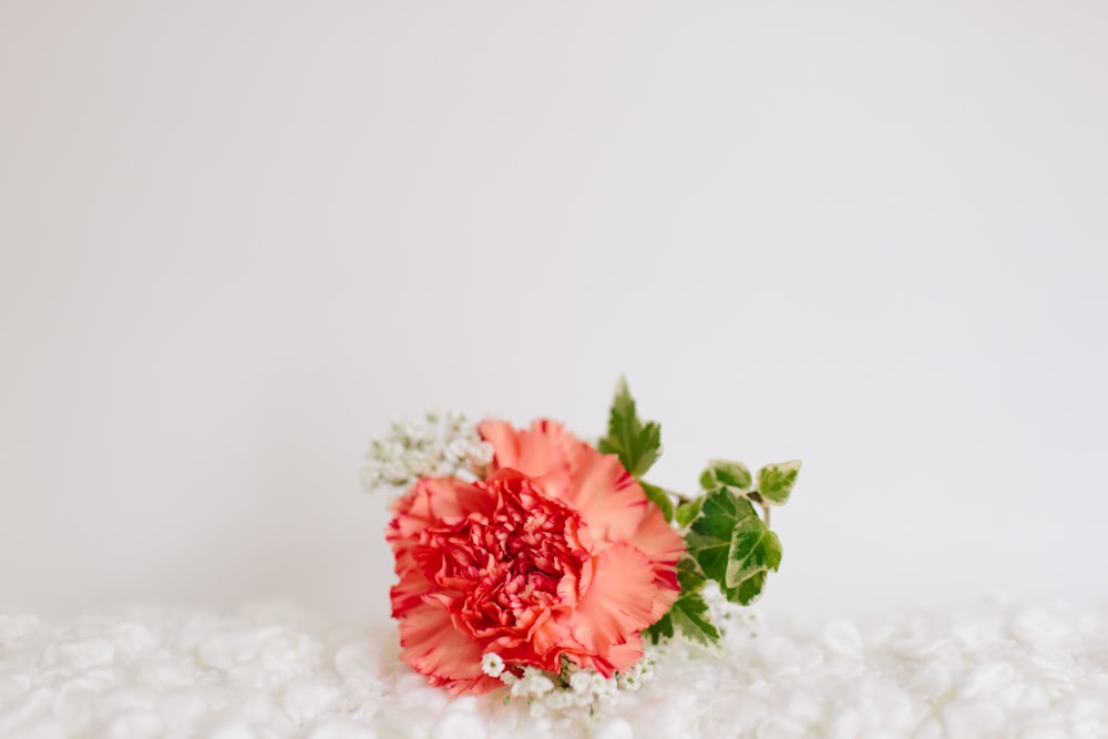 red petaled flower on white textile