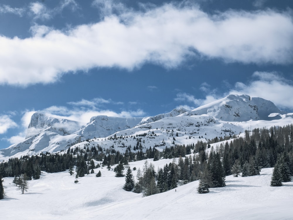 snow covered mountain and pine trees