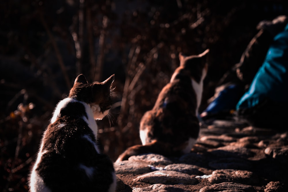 closeup photo of two white-and-black cats sitting on ground