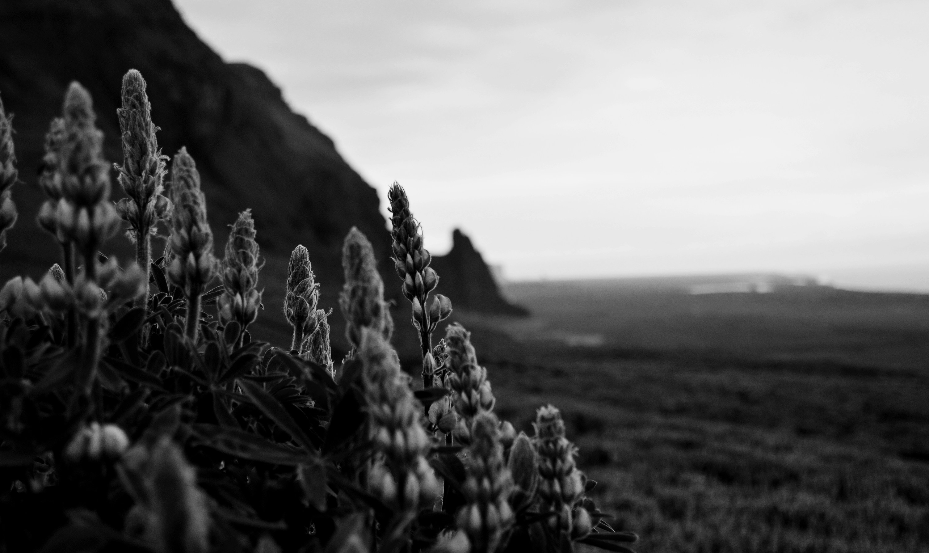 wildflower teams background