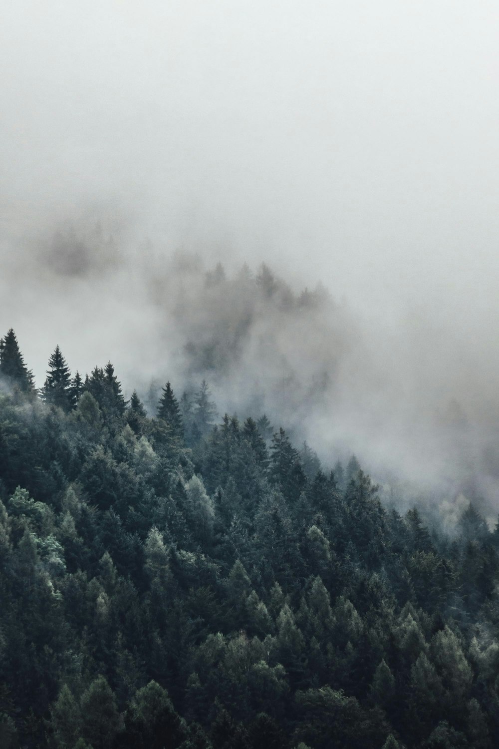 Fotografía a vista de pájaro de árboles altos rodeados de niebla