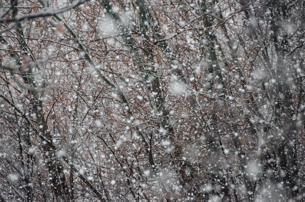 trees covered by snow