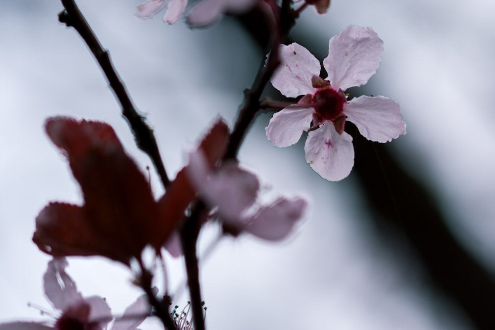 photo of white flowers