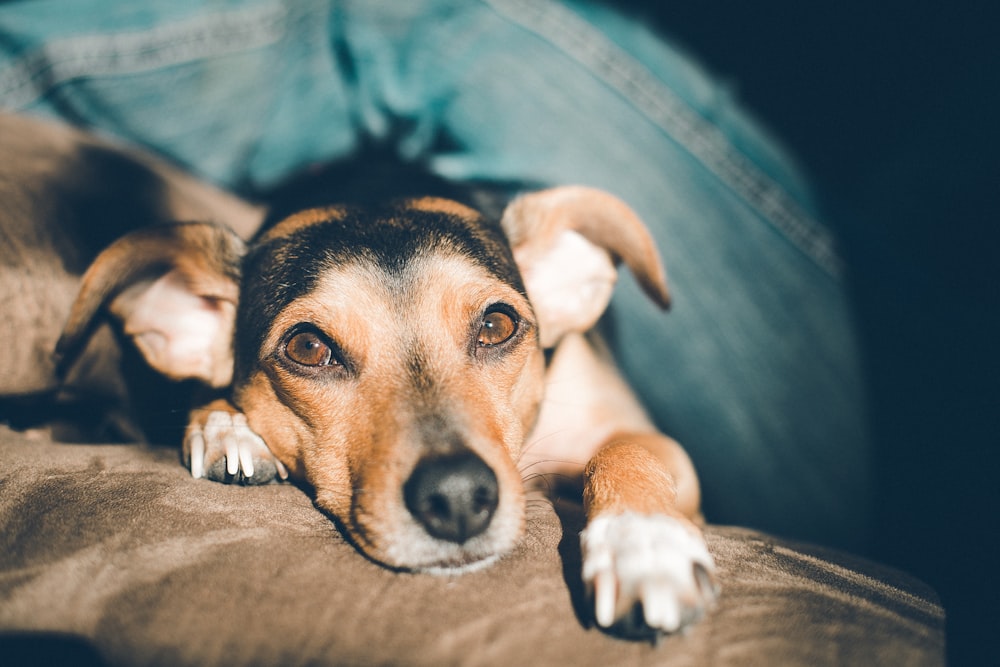 closeup view of tan puppy