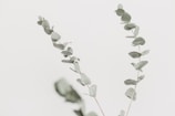 Minimalist botanical sketch of eucalyptus leaves in muted green tones on clean white paper.