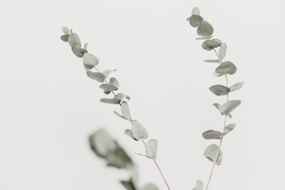 Minimalist botanical sketch of eucalyptus leaves in muted green tones on clean white paper.