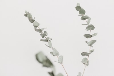 close up photography of green leafed plant simple google meet background