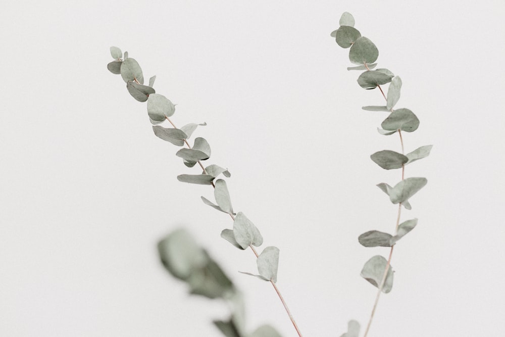 Photographie en gros plan d’une plante à feuilles vertes