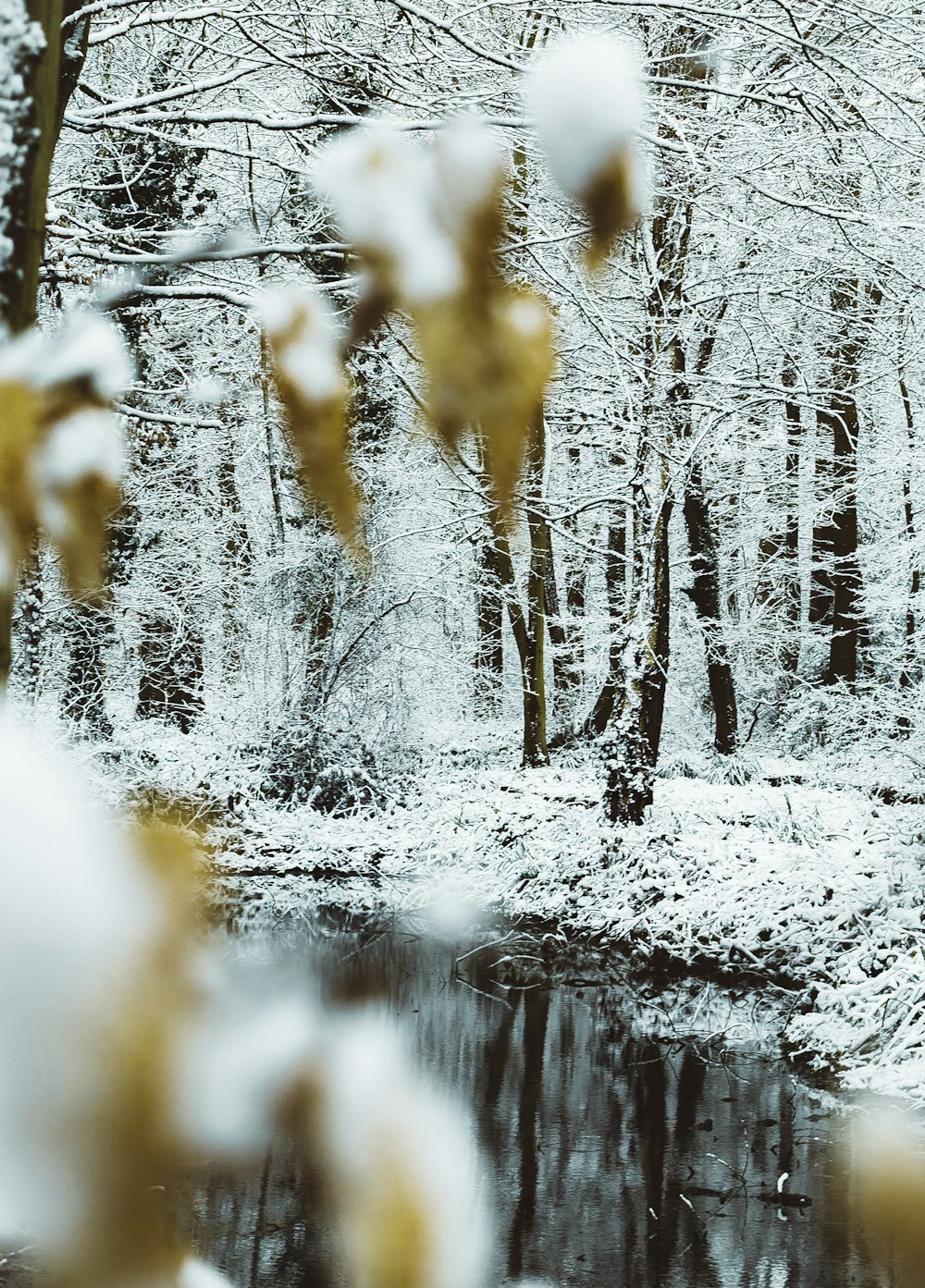 landscape photography of trees in snow