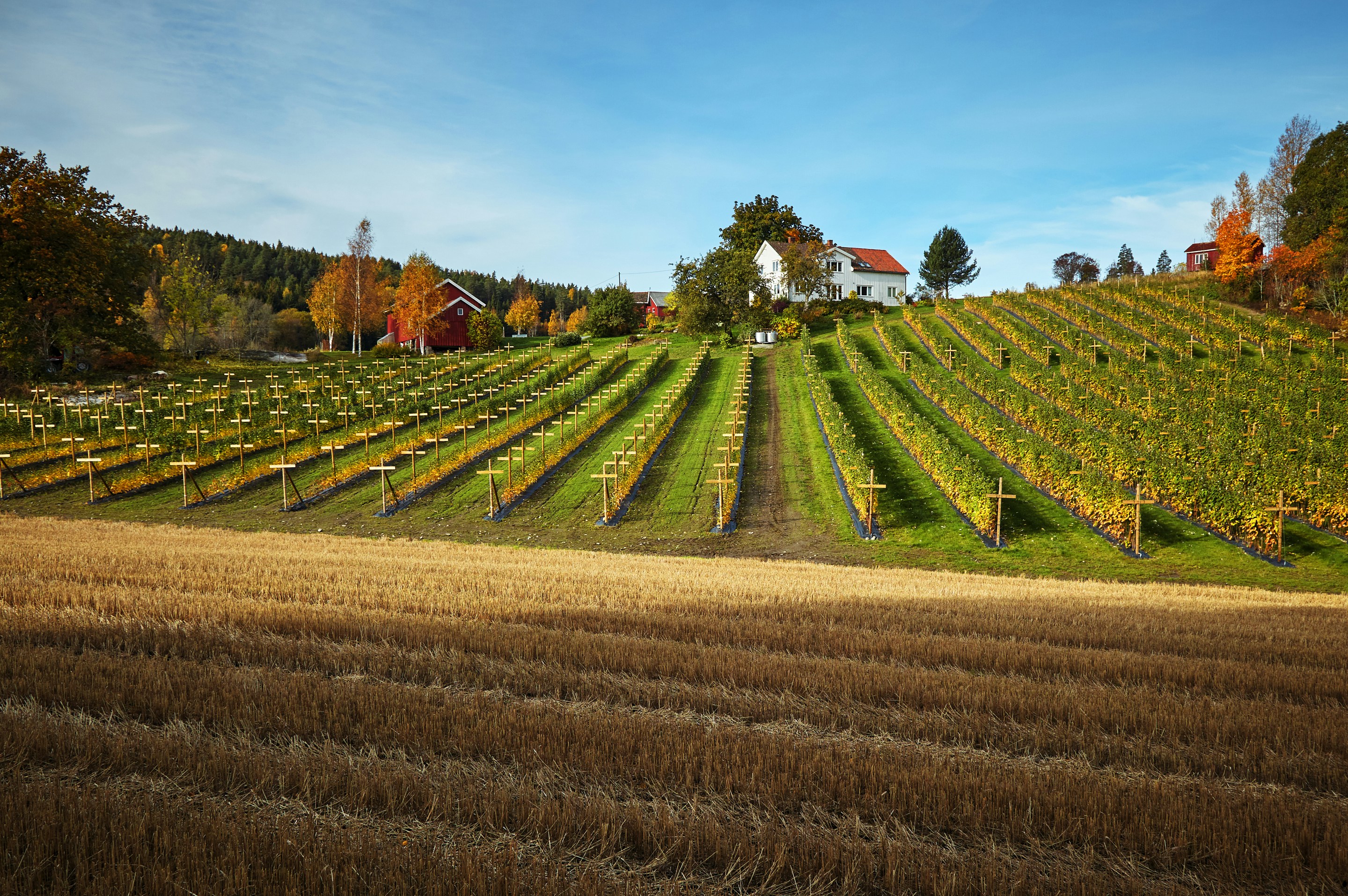 A scenic countryside landscape featuring a vineyard with rows of grapevines sloping up a hill. A white house with a red roof sits atop the hill, surrounded by autumnal trees and another red-roofed building. In the foreground, there are golden wheat fields extending horizontally.