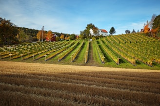 A scenic countryside landscape featuring a vineyard with rows of grapevines sloping up a hill. A white house with a red roof sits atop the hill, surrounded by autumnal trees and another red-roofed building. In the foreground, there are golden wheat fields extending horizontally.