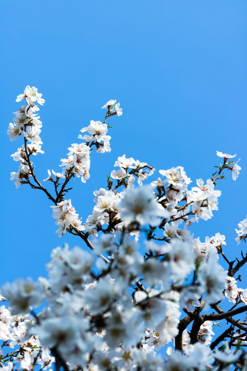 shallow focus photography of white flowers