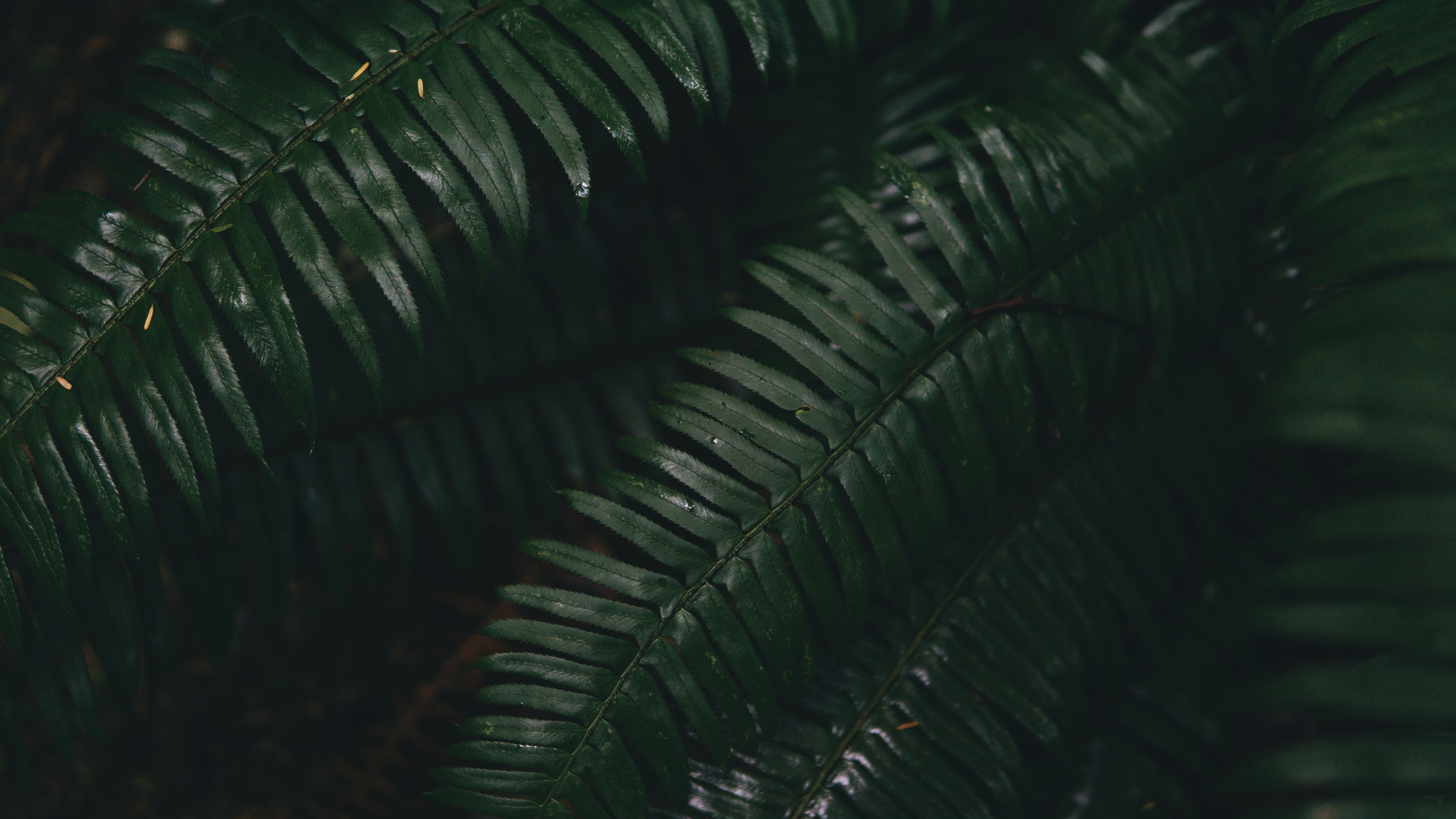 Walking down a path i stumbled upon this group of ferns. My life was changed after shooting said objects.
