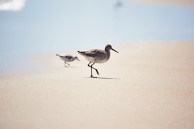 Two shorebirds are walking along a sandy beach with one bird more prominently in focus, while the other appears slightly blurred in the background. The scene conveys a serene coastal environment with soft, muted tones.