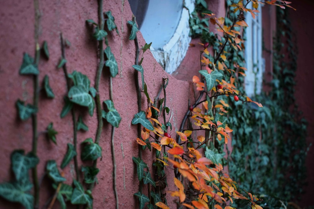 green leafed vine plants crawling on brown concrete wall at daytime