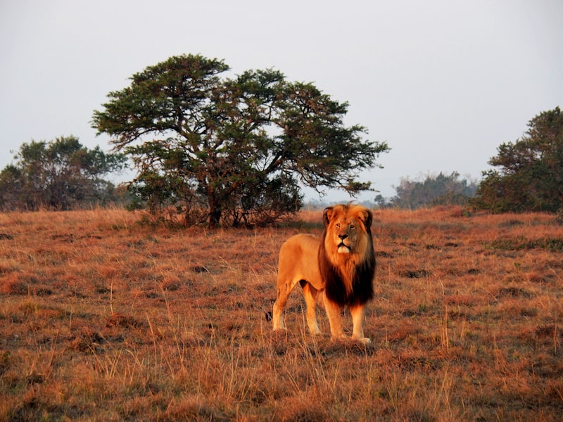 Lion majestueux dans la savane