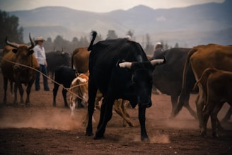 A herd of cattle is walking on a dusty terrain with mountains in the background. A person wearing a cowboy hat stands among the cows, which vary in color from brown to black. The scene conveys a sense of rural life and activity.