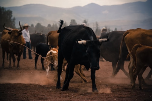 A herd of cattle is walking on a dusty terrain with mountains in the background. A person wearing a cowboy hat stands among the cows, which vary in color from brown to black. The scene conveys a sense of rural life and activity.