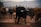 A herd of cattle is walking on a dusty terrain with mountains in the background. A person wearing a cowboy hat stands among the cows, which vary in color from brown to black. The scene conveys a sense of rural life and activity.