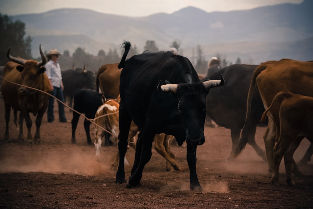 herd of brown and black bulls on brown sand