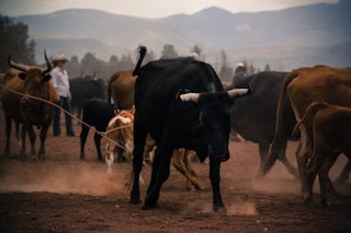 herd of brown and black bulls on brown sand