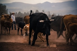 A herd of cattle is walking on a dusty terrain with mountains in the background. A person wearing a cowboy hat stands among the cows, which vary in color from brown to black. The scene conveys a sense of rural life and activity.