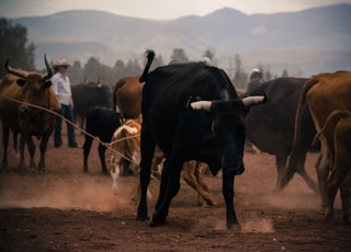 herd of brown and black bulls on brown sand