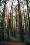 bird'seye view photography of forest