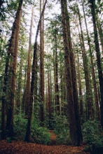 bird'seye view photography of forest