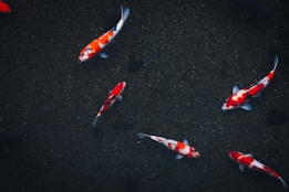 Koi fish swim gracefully in a dark pond, showcasing striking patterns of red, white, and black on their scales. The dark water contrasts sharply with the bright colors of the fish, creating a mesmerizing visual effect.