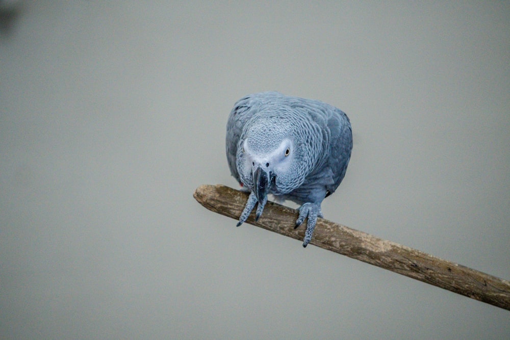 Papagaio cinzento africano empoleirado no galho
