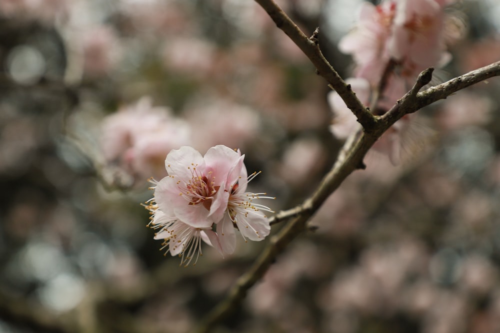 Photographie sélective de la fleur rose sur l’arbre