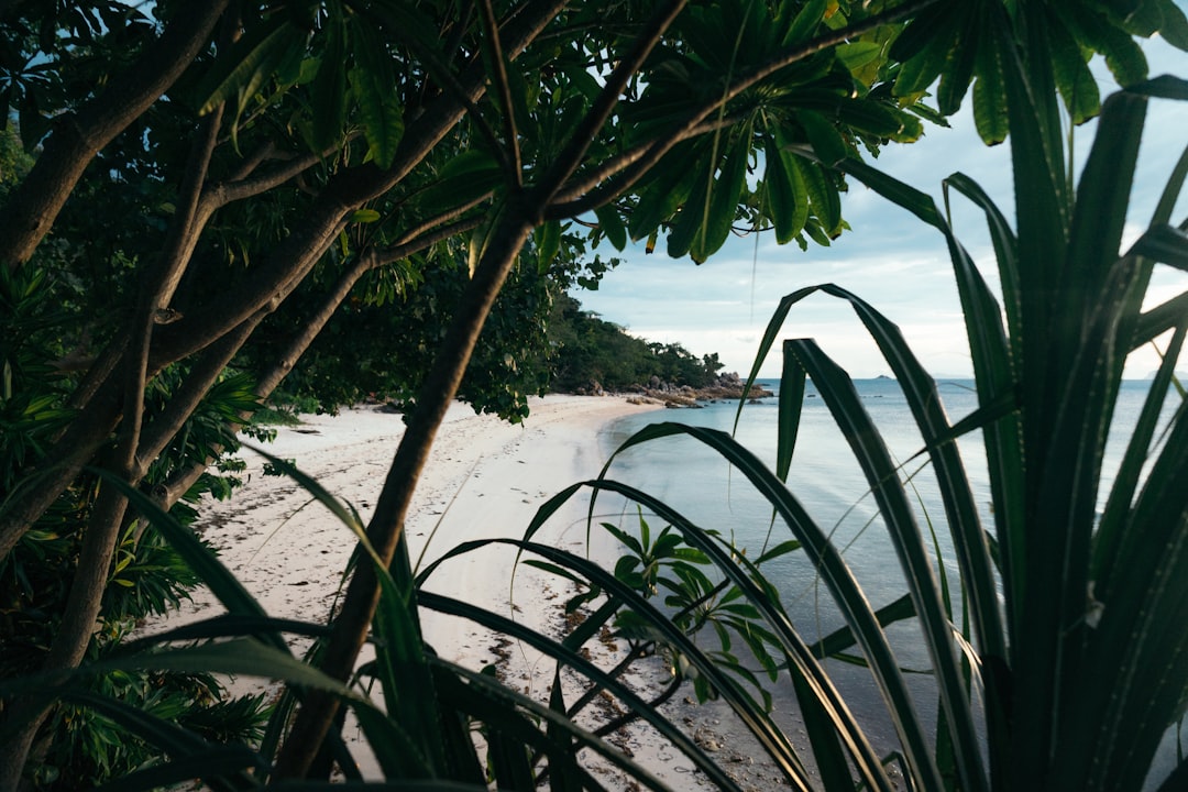 Jungle photo spot Ko Pha Ngan Samui