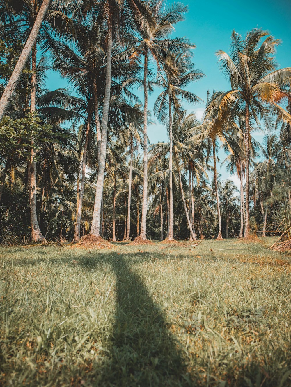 bird'seye view photography of coconut trees