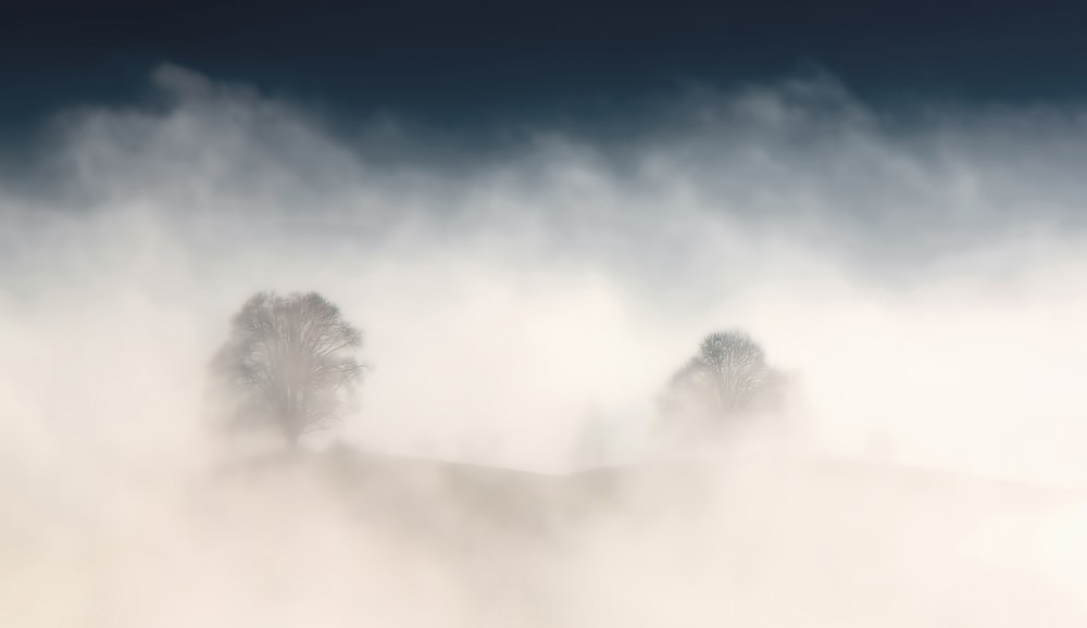 tree surrounded by fog