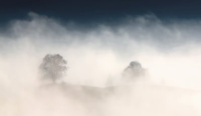 tree surrounded by fog misty zoom background