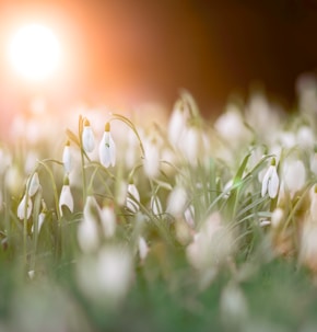 selective photography of white petaled flowers