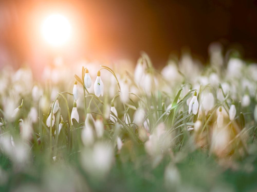 fotografia seletiva de flores brancas de pétalas