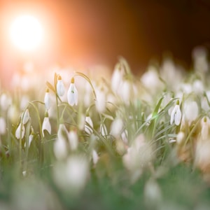 selective photography of white petaled flowers