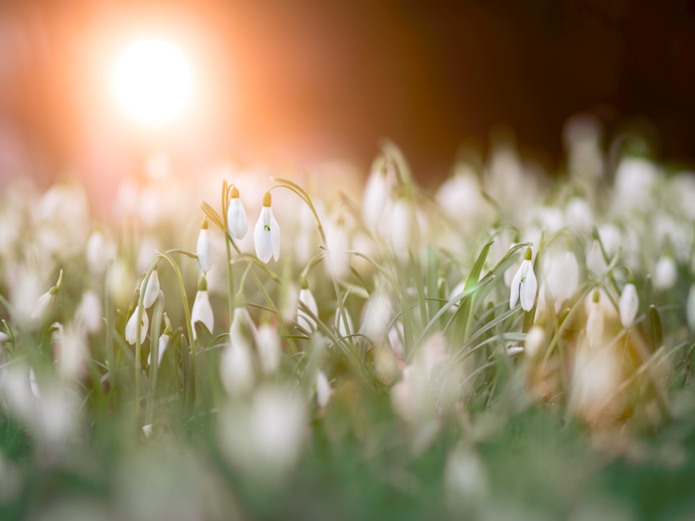 selective photography of white petaled flowers