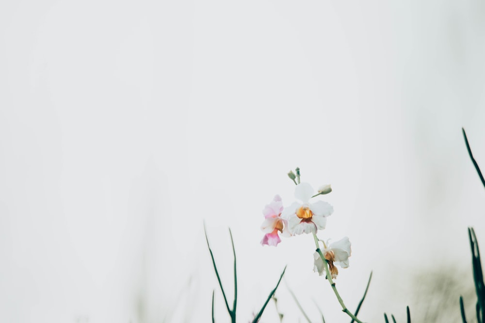 Foto de primer plano de flores de pétalos blancos