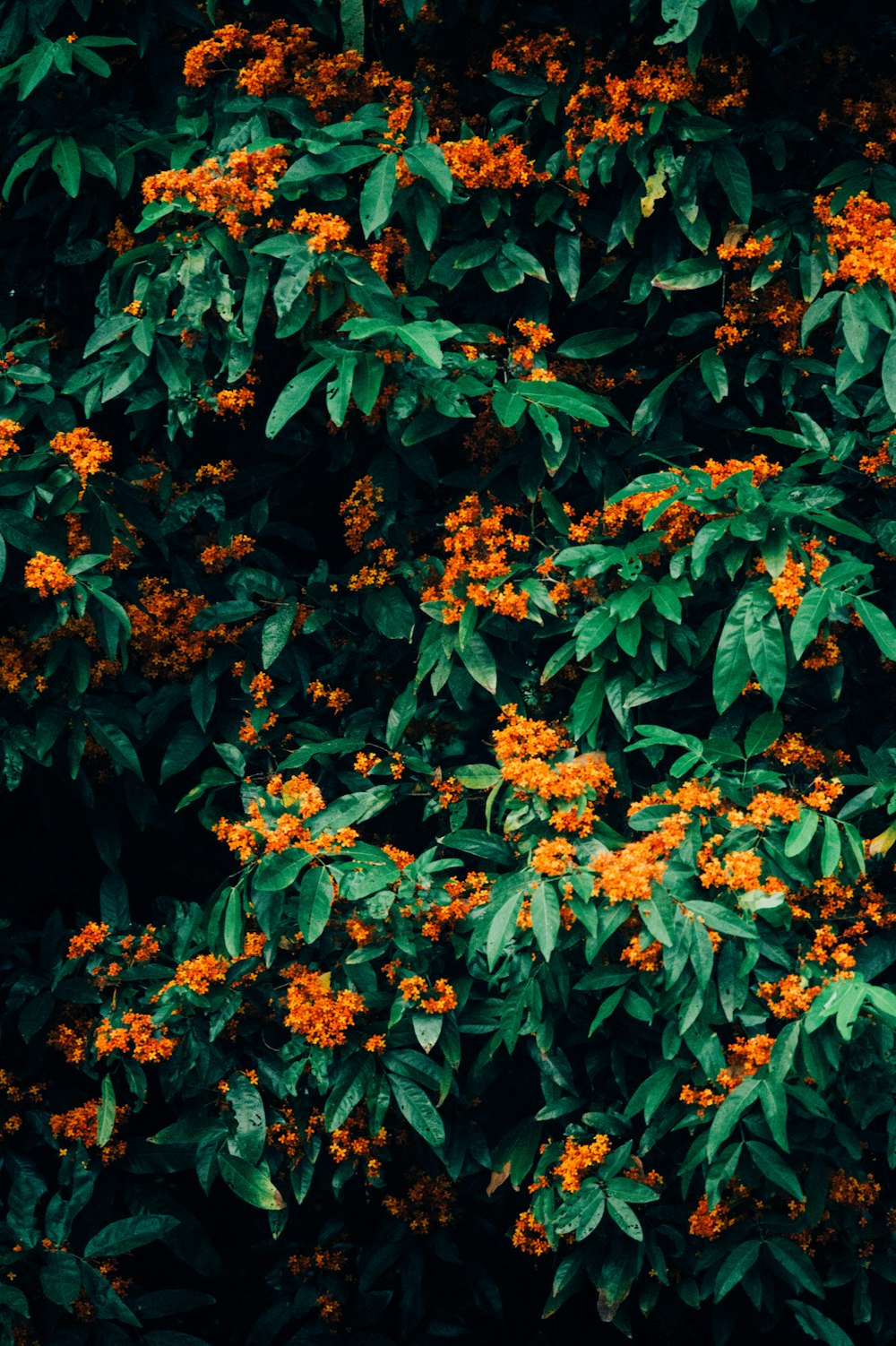 orange flower