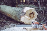 A large tree trunk lies horizontally in a forest setting, with visible bark and a chainsaw placed nearby on the ground. Sawdust is scattered around, indicating recent cutting activity. The background consists of dense, slightly blurred trees and undergrowth.