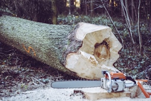 Close-up of a chainsaw cutting through a thick tree trunk during a safe removal process